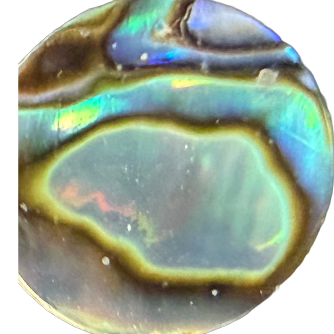 Stewart Island Paua No. 10 exact gemstone