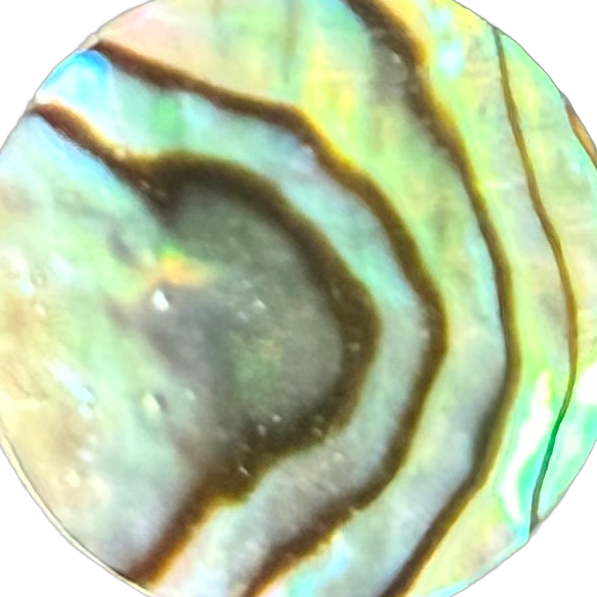 Stewart Island Paua No. 11 exact gemstone