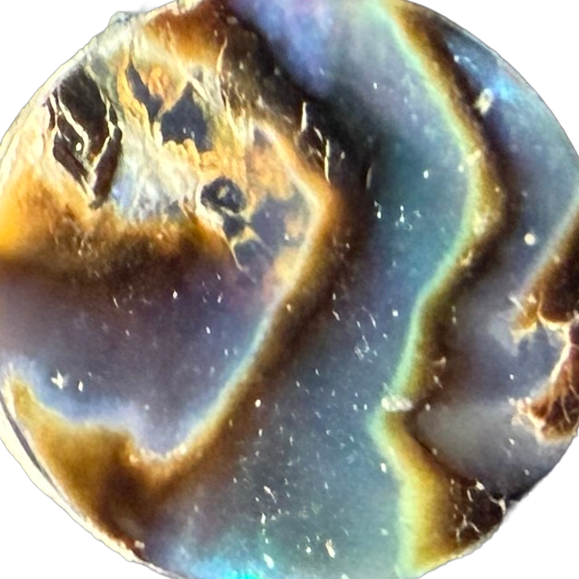 Stewart Island Paua No. 12 exact gemstone