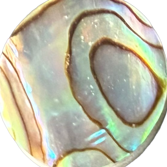 Stewart Island Paua No. 3 exact gemstone
