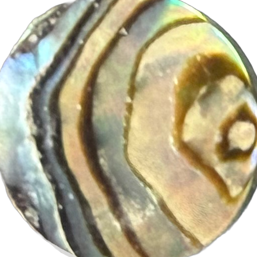 Stewart Island Paua No. 5 exact gemstone