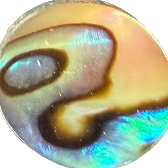 Stewart Island Paua No. 8 exact gemstone